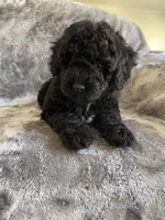 Gigi, a female Poodle - Toy  for sale in Canyon Country, CA – 6 of 6