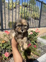 Bella, a female Maltipoo for sale in Canyon Country, CA – 3 of 4