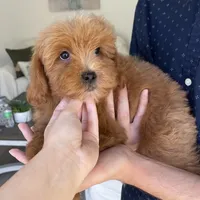Ollie , a male Maltipoo for sale in Beverly Hills, CA – 3 of 3