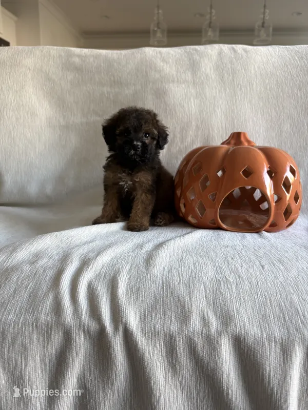 Archie – Poodle - Toy  puppy for sale in Canyon Country, CA