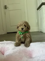Winston, a male Poodle - Toy  for sale in Canyon Country, CA – 2 of 6