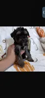 Rocco , a male Yorkipoo for sale in Canyon Country, CA – 3 of 3