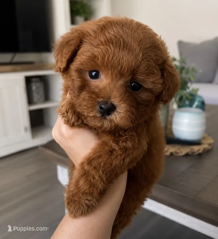 Milo – Maltipoo puppy for sale in Beverly Hills, CA