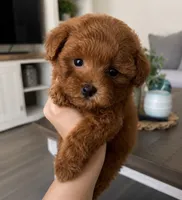 Milo, a male Maltipoo for sale in Beverly Hills, CA – 1 of 2