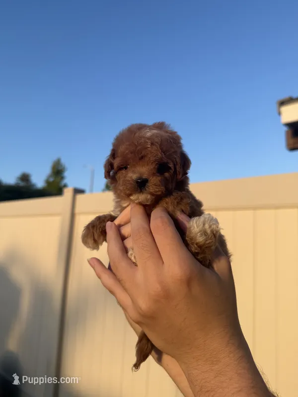 Milo – Poodle - Toy  puppy for sale in Beverly Hills, CA