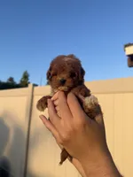 Milo, a male Poodle - Toy  for sale in Beverly Hills, CA – 1 of 5