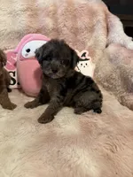 Maple, a female Poodle - Toy  for sale in Canyon Country, CA – 2 of 6
