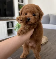 Milo, a male Maltipoo for sale in Beverly Hills, CA – 2 of 2