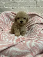 Rosie, a female Maltipoo for sale in Beverly Hills, CA – 2 of 5