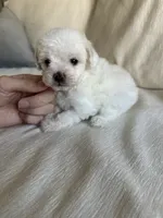 Chica, a female Pomapoo for sale in Beverly Hills, CA – 4 of 4
