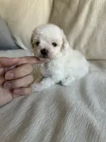 Chica, a female Pomapoo for sale in Beverly Hills, CA – 3 of 4