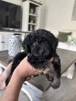 Chico, a male Poodle - Toy  for sale in Beverly Hills, CA – 2 of 2