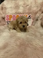 Ollie, a male Pomapoo for sale in Canyon Country, CA – 6 of 7