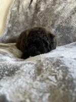 Gizmo , a male Poodle - Toy  for sale in Canyon Country, CA – 4 of 4