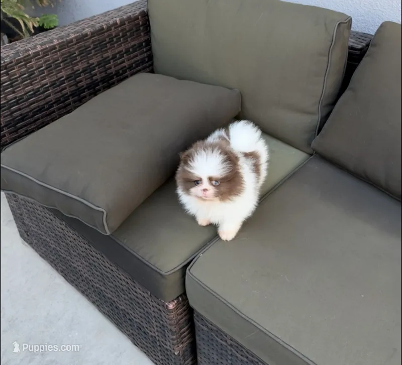 Charlie – Pomeranian puppy for sale in Canyon Country, CA