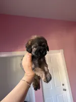 Oz, a male Maltipoo for sale in Canyon Country, CA – 2 of 4