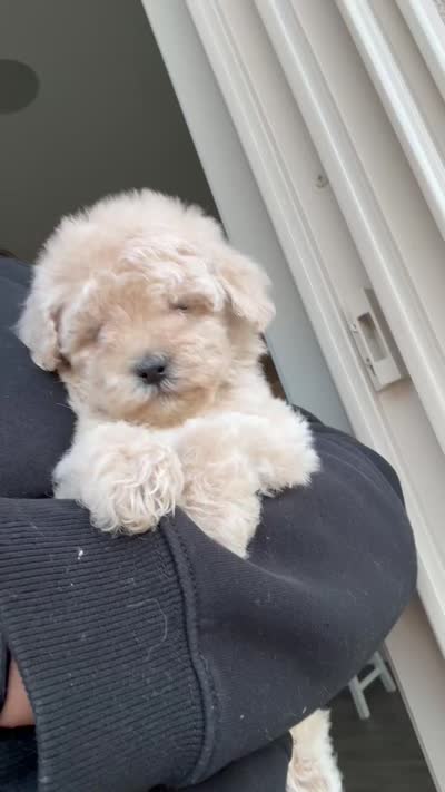 Milo, a male Poodle - Toy  for sale in Beverly Hills, CA – 5 of 5