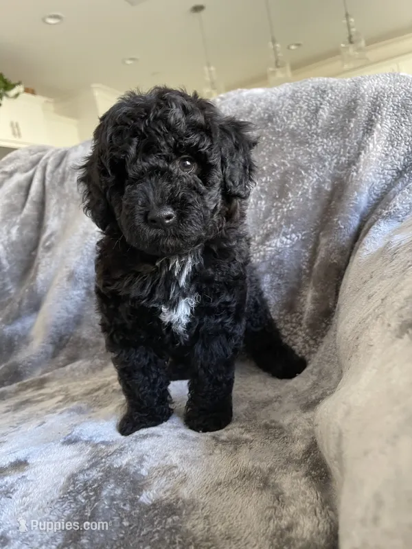 Gigi – Poodle - Toy  puppy for sale in Canyon Country, CA