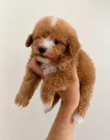 Wally, a male Maltipoo for sale in Beverly Hills, CA – 2 of 2