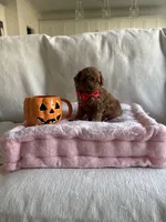Cooper, a male Poodle - Toy  for sale in Canyon Country, CA – 3 of 6