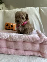 Lola , a male Poodle - Toy  for sale in Canyon Country, CA – 6 of 6