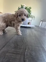 Bella , a female Cavapoo for sale in Canyon Country, CA – 2 of 2