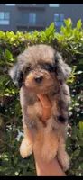 Mia, a female Poodle - Toy  for sale in Beverly Hills, CA – 2 of 4