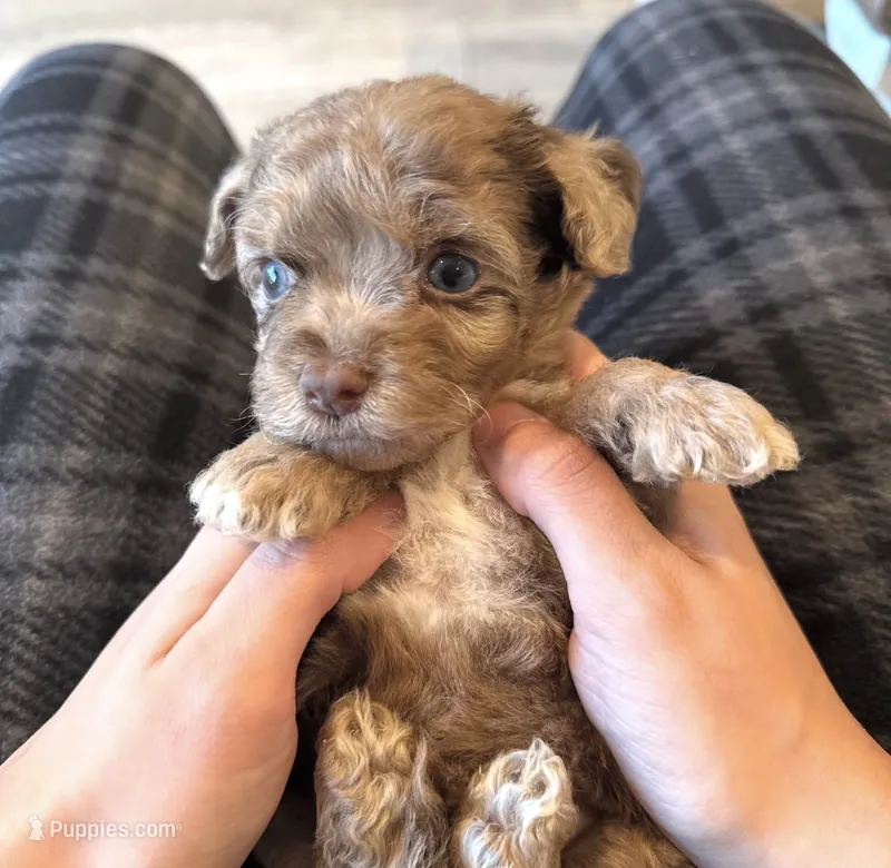 Lily – Maltipoo puppy for sale in Beverly Hills, CA