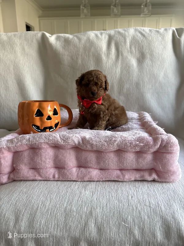 Cooper – Poodle - Toy  puppy for sale in Canyon Country, CA