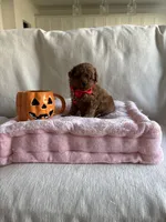 Cooper, a male Poodle - Toy  for sale in Canyon Country, CA – 1 of 6