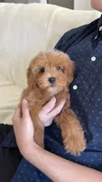 Ollie , a male Maltipoo for sale in Beverly Hills, CA – 2 of 3
