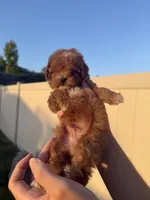 Milo, a male Poodle - Toy  for sale in Beverly Hills, CA – 2 of 5