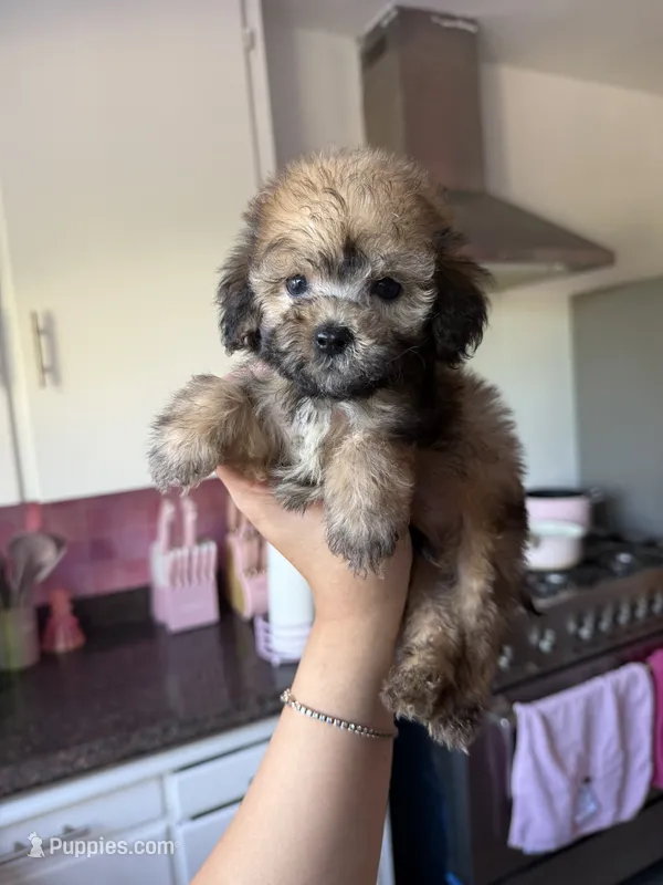 Maxie – Maltipoo puppy for sale in Canyon Country, CA