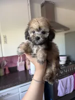 Maxie, a male Maltipoo for sale in Canyon Country, CA – 1 of 5