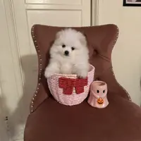 Alfie, a male Pomeranian for sale in Beverly Hills, CA – Photo 3 of 4