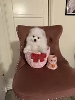 Alfie, a male Pomeranian for sale in Beverly Hills, CA – Photo 3 of 4