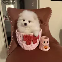 Alfie, a male Pomeranian for sale in Beverly Hills, CA – Photo 4 of 4