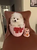 Alfie, a male Pomeranian for sale in Beverly Hills, CA – Photo 4 of 4