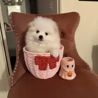 Alfie, a male Pomeranian for sale in Beverly Hills, CA – Photo 1 of 4