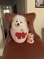 Alfie, a male Pomeranian for sale in Beverly Hills, CA – Photo 1 of 4