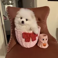 Alfie, a male Pomeranian for sale in Beverly Hills, CA – Photo 2 of 4