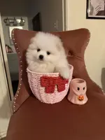 Alfie, a male Pomeranian for sale in Beverly Hills, CA – Photo 2 of 4