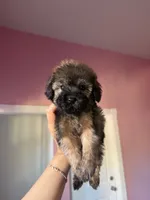 Oz, a male Maltipoo for sale in Canyon Country, CA – 4 of 4