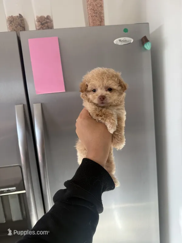 Penny – Pomapoo puppy for sale in Canyon Country, CA