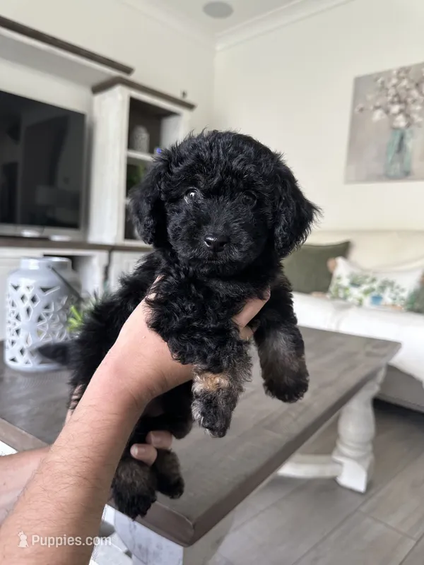Chico – Poodle - Toy  puppy for sale in Beverly Hills, CA