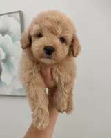 Izzy, a female Maltipoo for sale in Beverly Hills, CA – 1 of 2