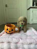 Winston, a male Poodle - Toy  for sale in Canyon Country, CA – 3 of 6