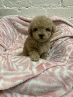 Rosie, a female Maltipoo for sale in Beverly Hills, CA – 3 of 5