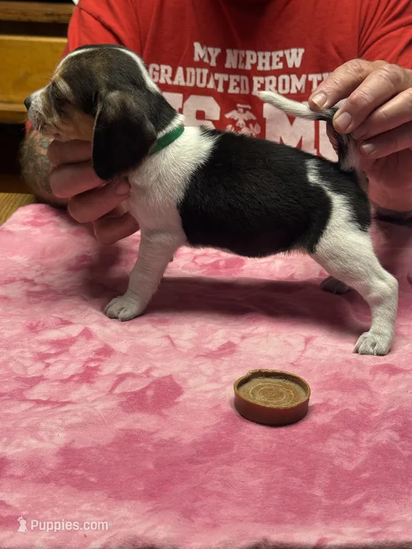 PLB4-Tri Femalr – Beagle puppy for sale in Paw Paw, MI