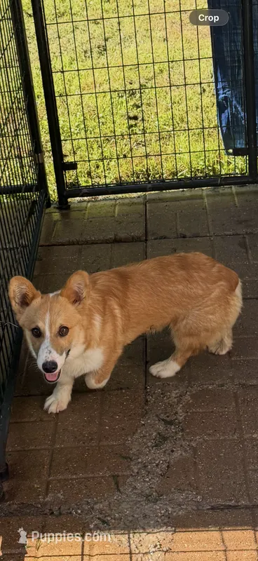 CC-4 Red Male Corgi – Pembroke Welsh Corgi puppy for sale in Paw Paw, MI